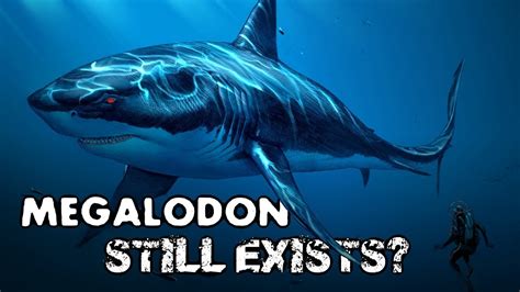 evidence megalodon still exists.